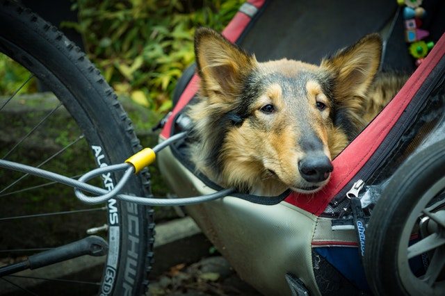 animal-bike-blur-cable-241521