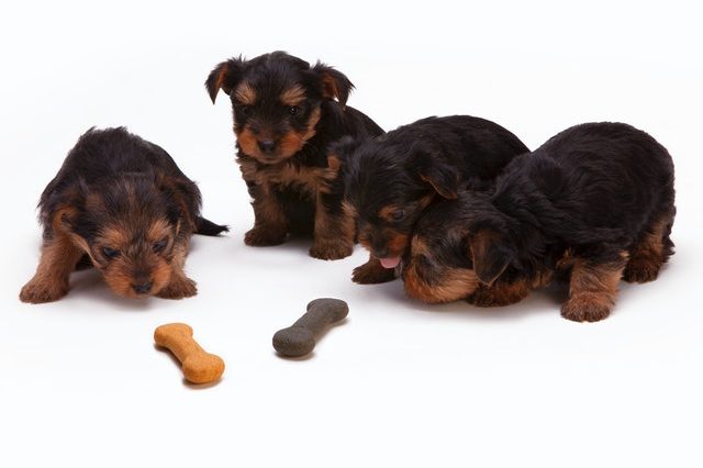 black-and-tan-yorkshire-terrier-puppy-230785