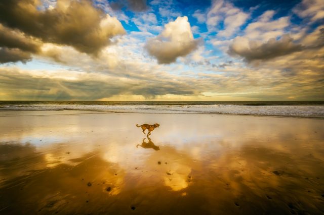 dog-running-on-seashore-under-blue-sky-and-white-clouds-1509237